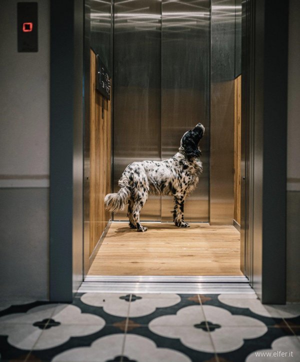 Cabina ascensore con cane