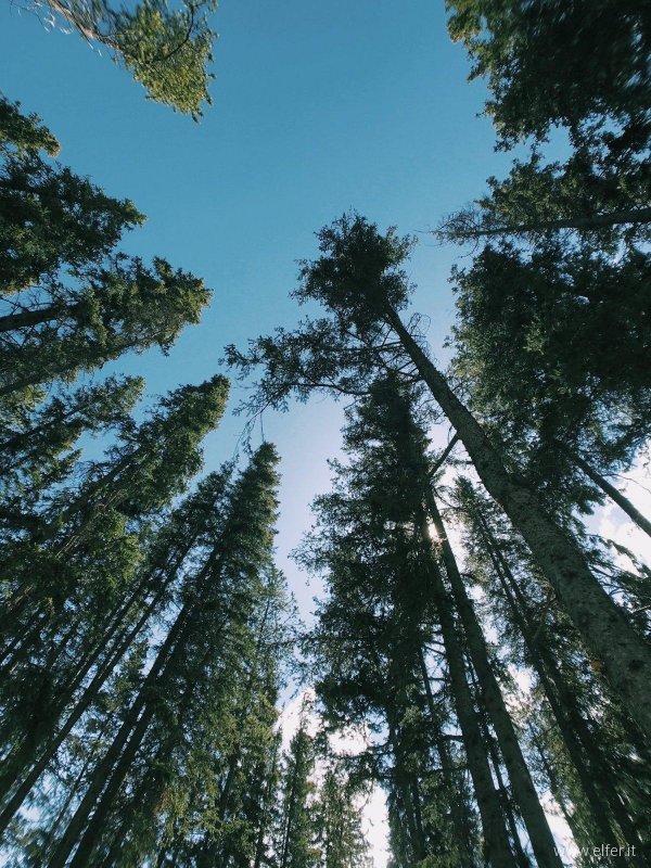 Alberi in un bosco