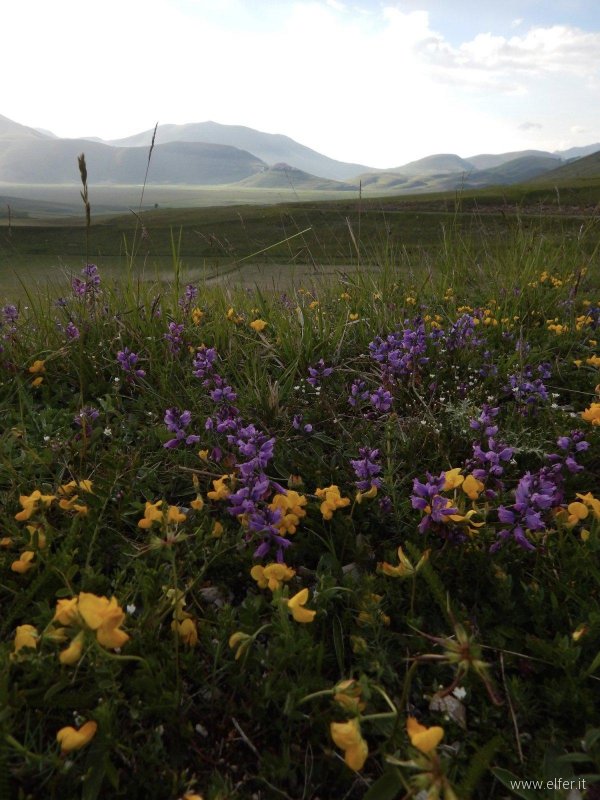 fiori a castelluccio