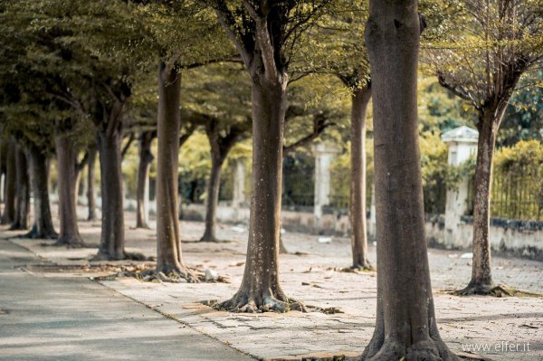 green-trees-on-road-720368